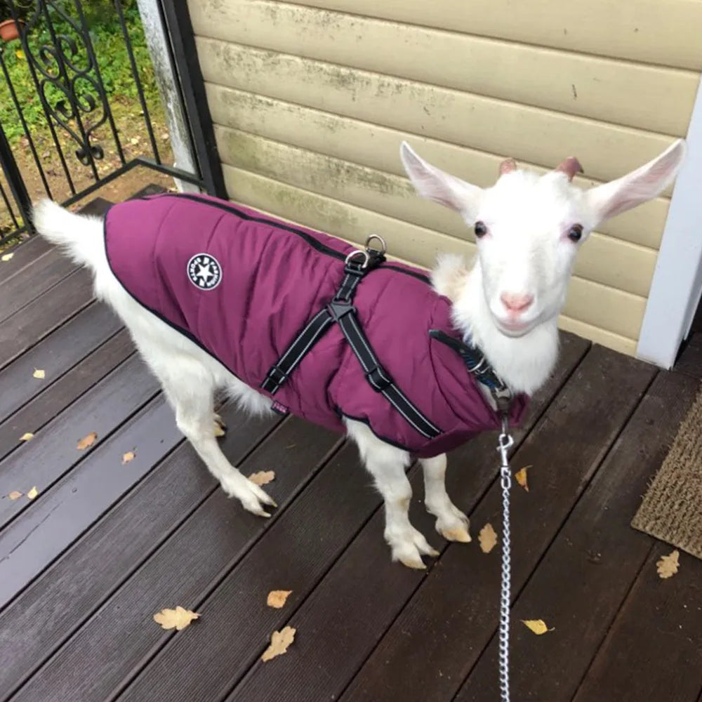 Waterproof dog coat with integrated harness in red, shown on a dog