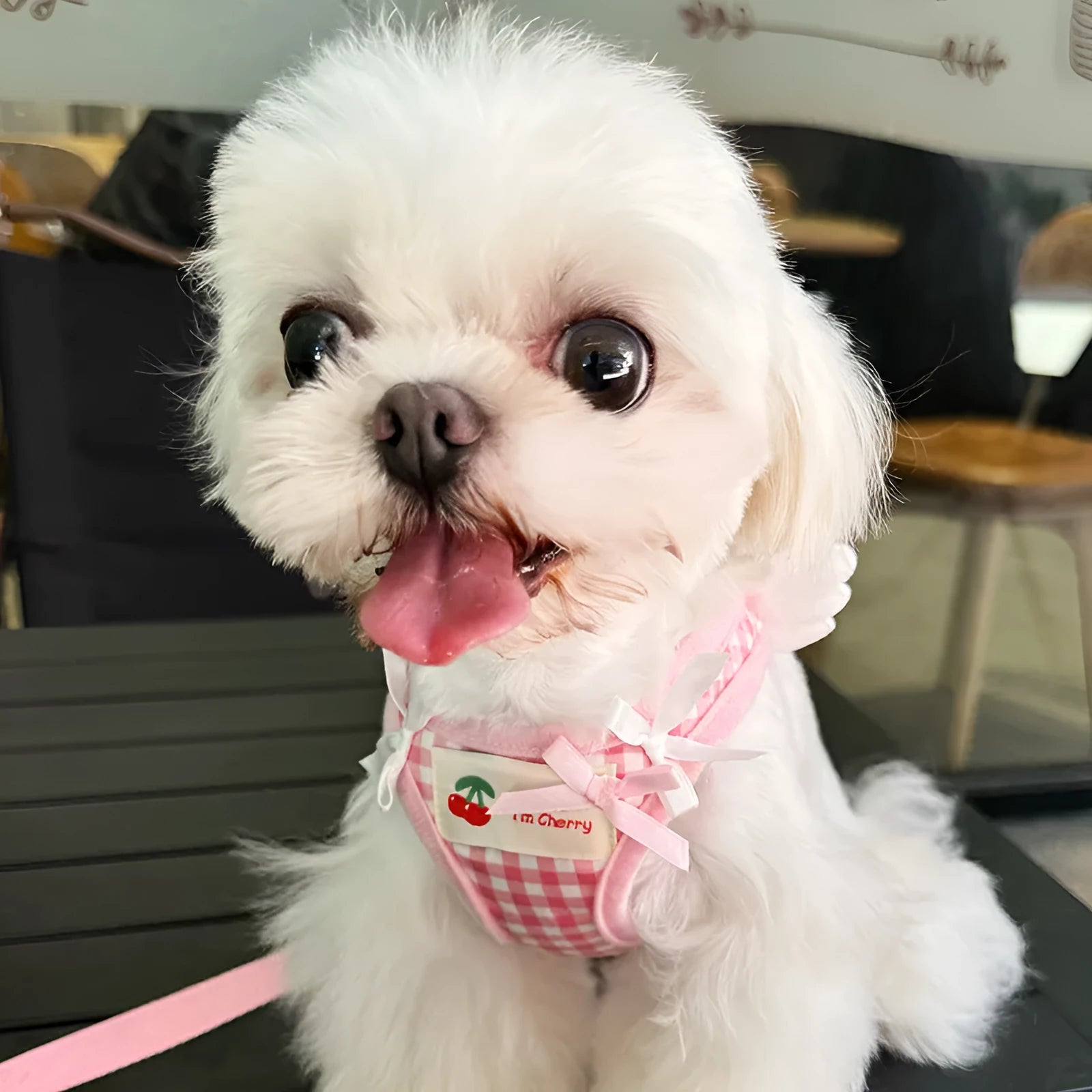 Pink and black cotton chest-back harness with integrated hand-holding rope for small dogs