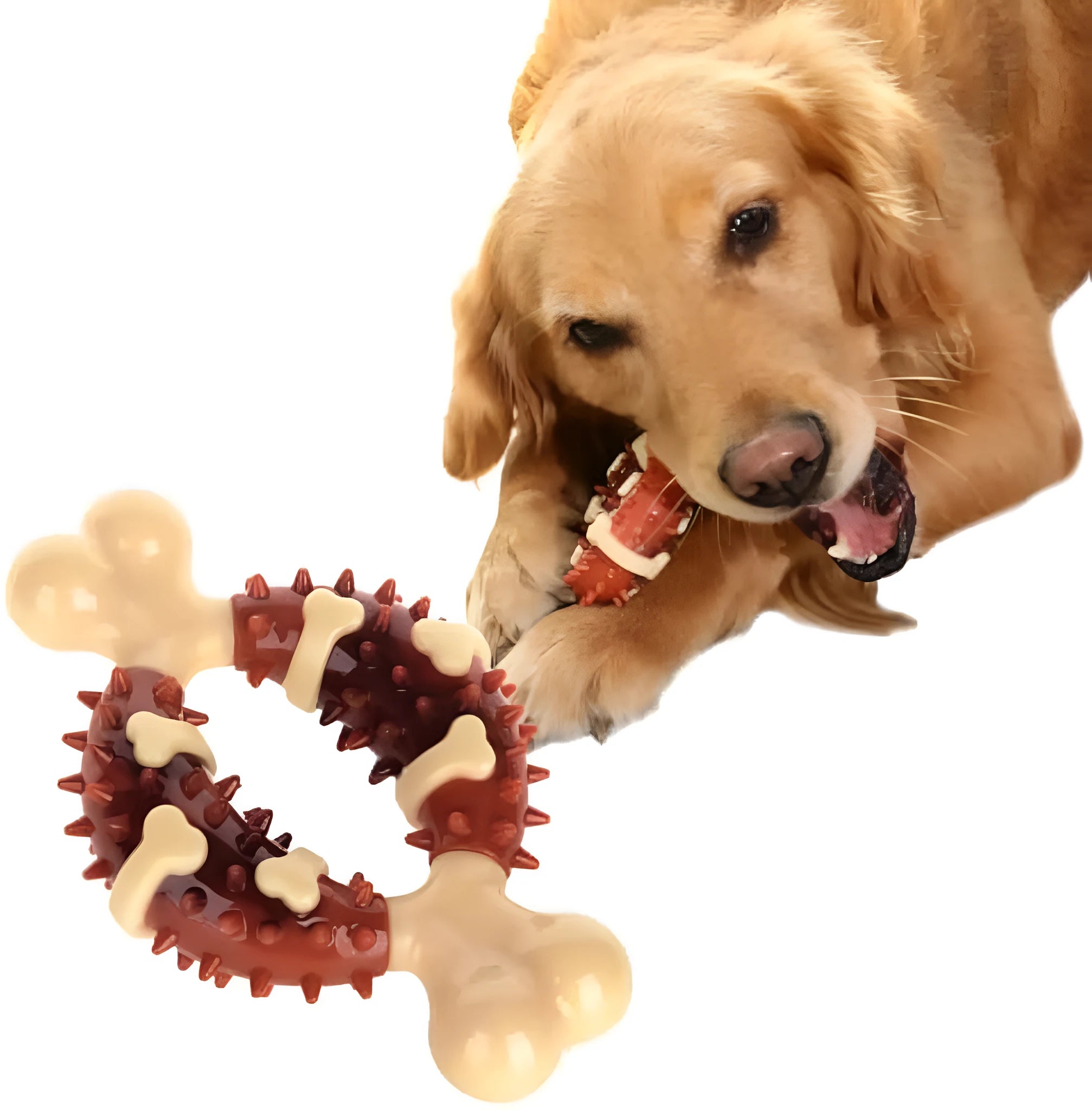 A bone-shaped natural rubber dog molar chew toy shown in two sizes for teeth grinding.