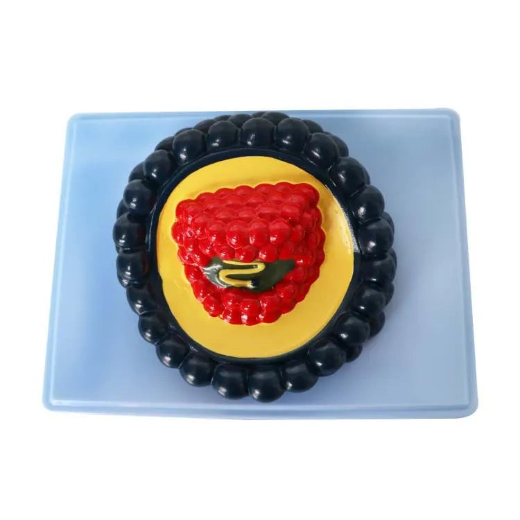 Black PVC virus anatomy model for medical education on a white background