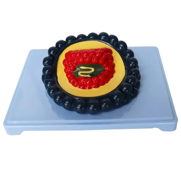 Black PVC virus anatomy model for medical education on a white background