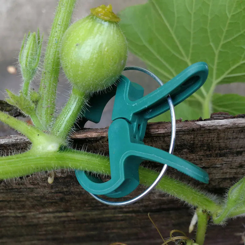 Green plastic plant fixing clips for supporting climbing vegetables like tomatoes and cucumbers