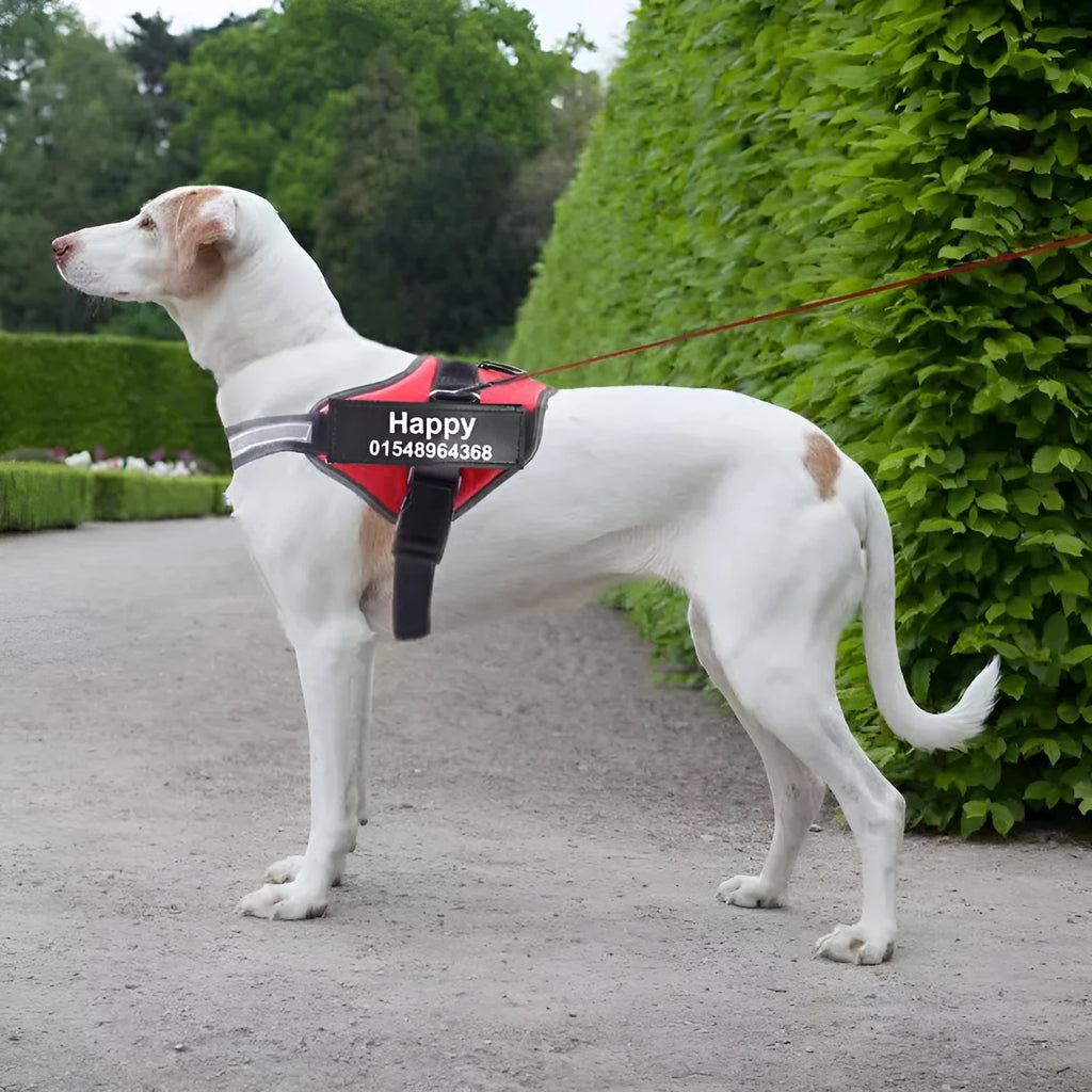 Reflective adjustable no-pull dog harness with chest strap and handle on a dog