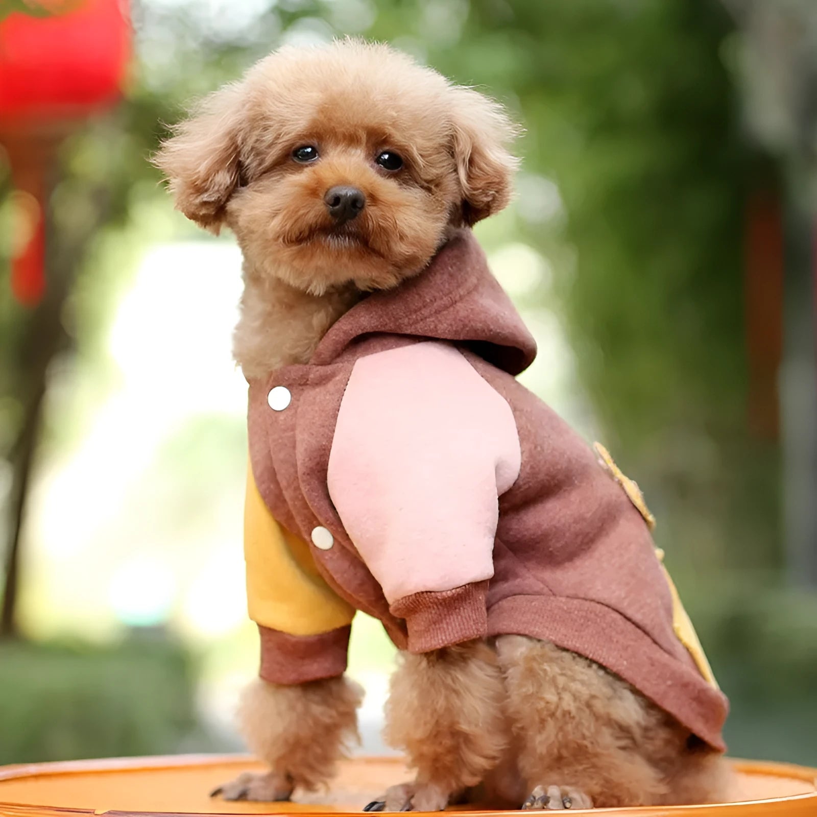 Cotton dog sweatshirt in brown, green, or pink colours for casual pet wear.