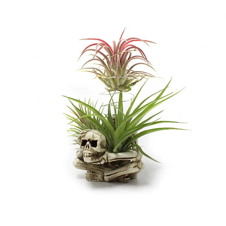Gothic skull design resin bracket for holding soilless Tillandsia air plants on a dark background.
