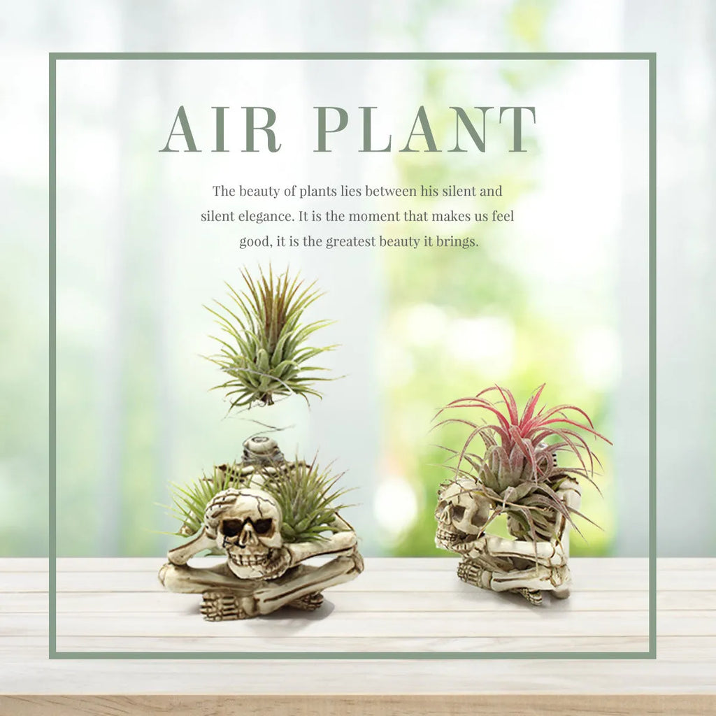 Gothic skull design resin bracket for holding soilless Tillandsia air plants on a dark background.