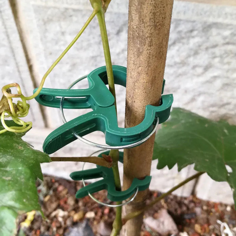Green plastic plant fixing clips for supporting climbing vegetables like tomatoes and cucumbers
