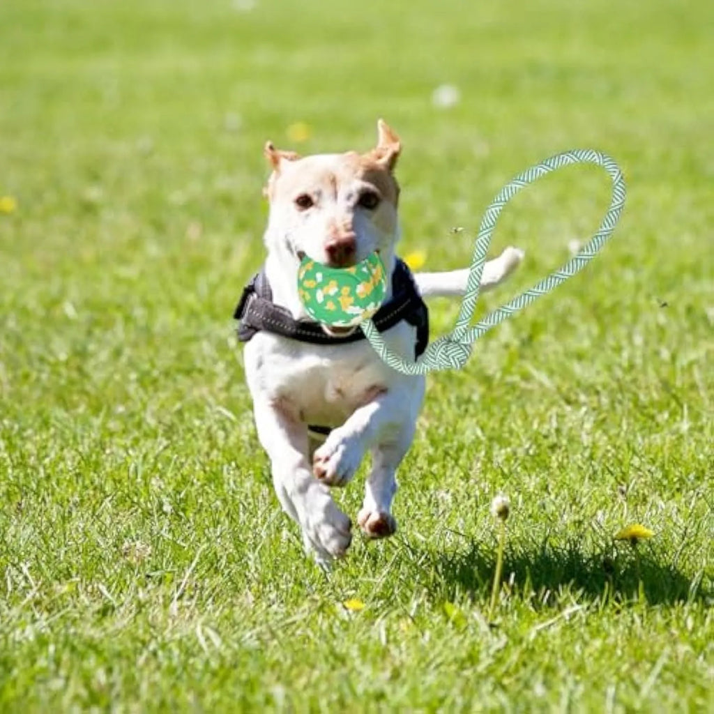 Natural rubber dog ball attached to a nylon rope for fetch and tug of war play.