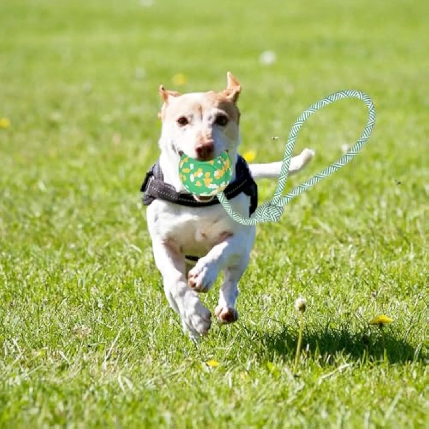 Natural rubber dog ball attached to a nylon rope for fetch and tug of war play.