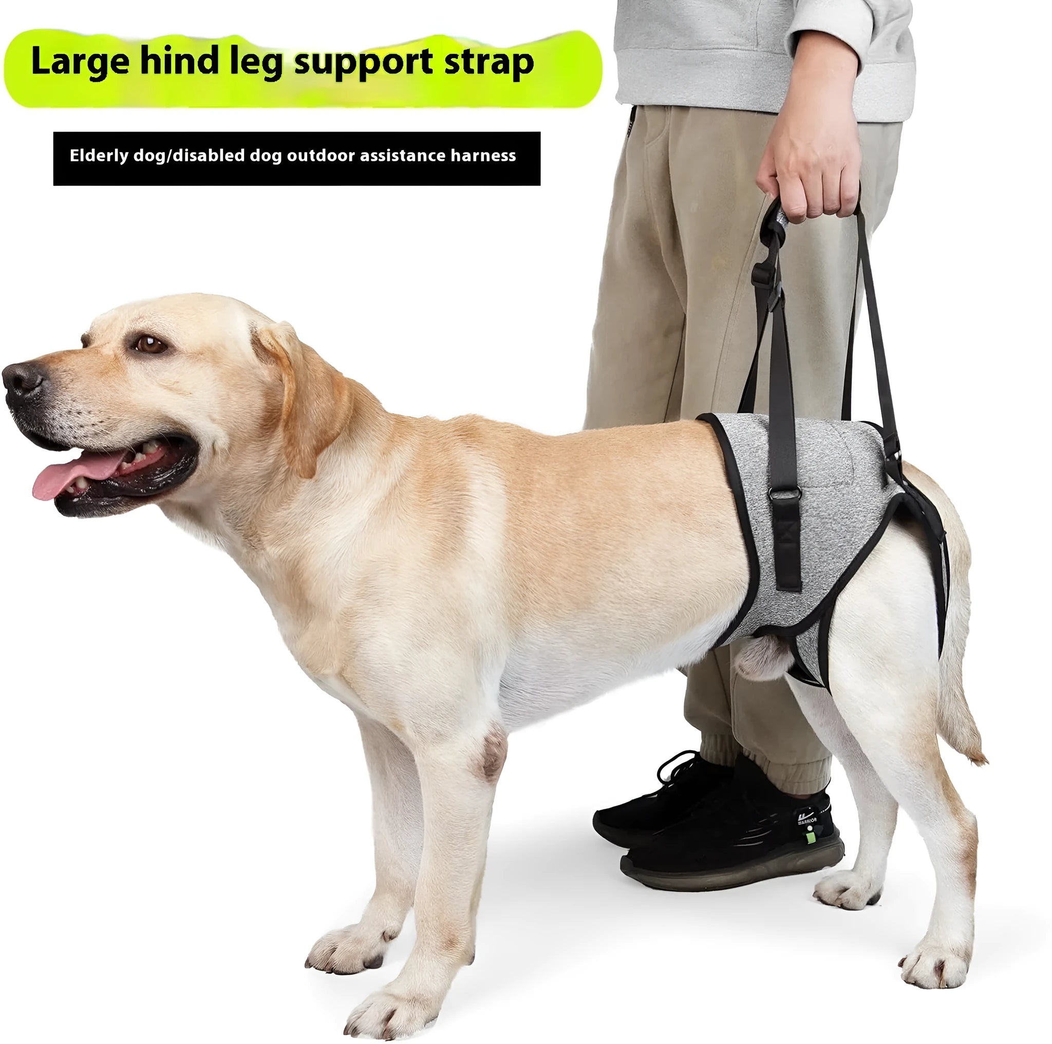 Grey neoprene dog recovery belt for injured rear leg support with adjustable sizing