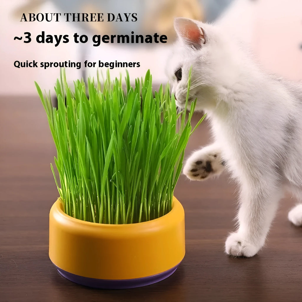 Blue, green and yellow hydroponic cat grass cups with seed packs for soilless indoor growing