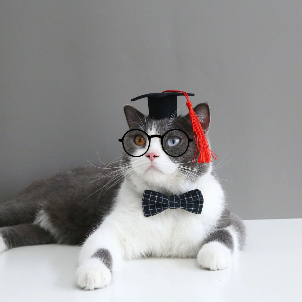 British-style Doctor's Degree elastic hair band and woolen felt bow tie set for a cat or dog, shown in yellow cap colour option.