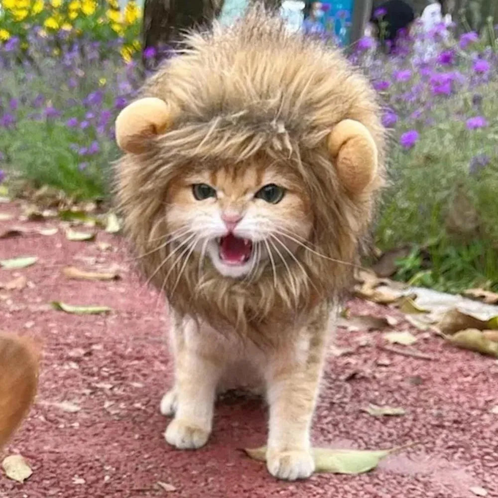 A grey cat wearing a brown lion mane wig with plush ears, showing the adjustable elastic band.