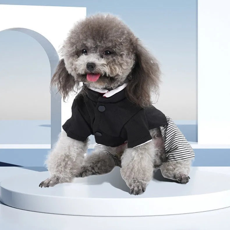 Poodle wearing thin cotton dog clothes in skirt or four-foot pants style for seasonal wear