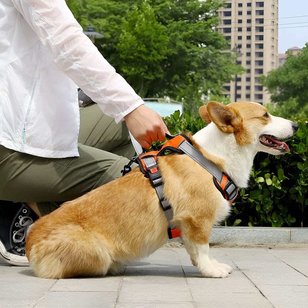 Polyester dog harness with integrated rope attachment points available in multiple colours and sizes