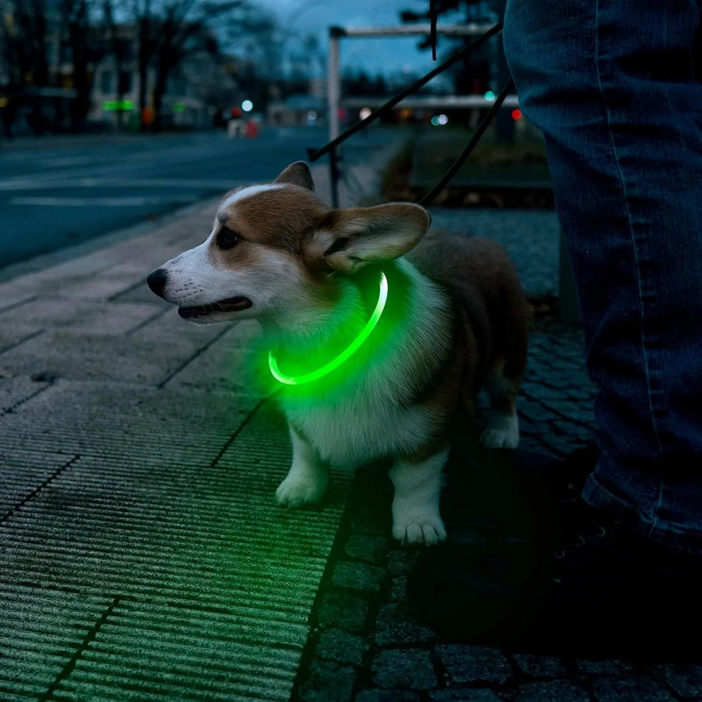 Blue USB rechargeable LED dog collar glowing around dog's neck with adjustable 70cm length