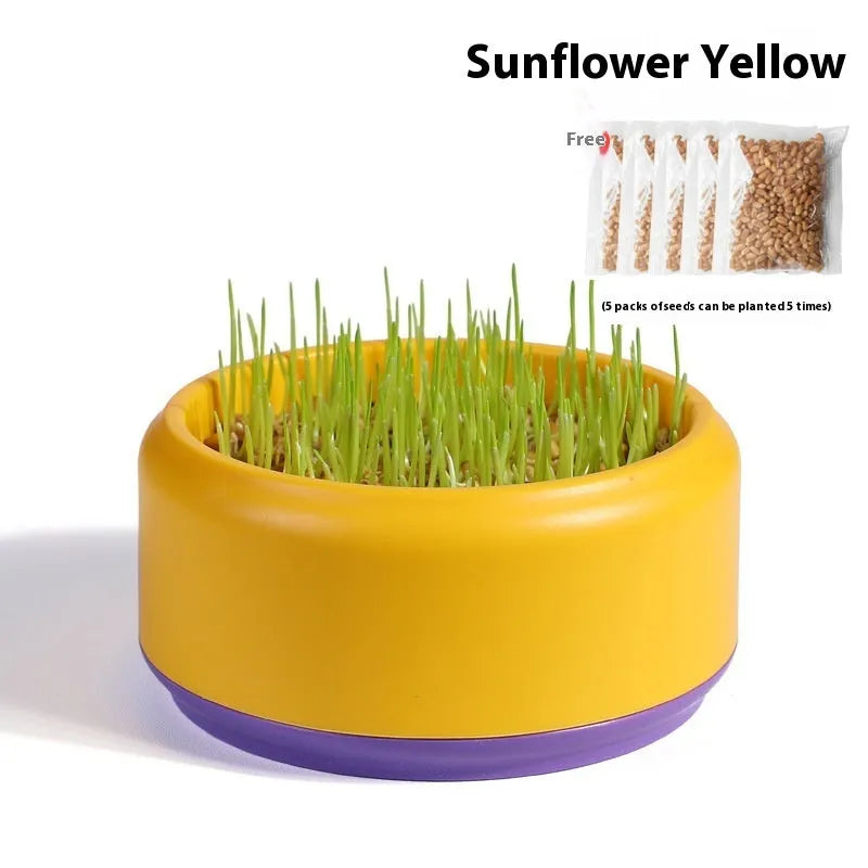 Blue, green and yellow hydroponic cat grass cups with seed packs for soilless indoor growing