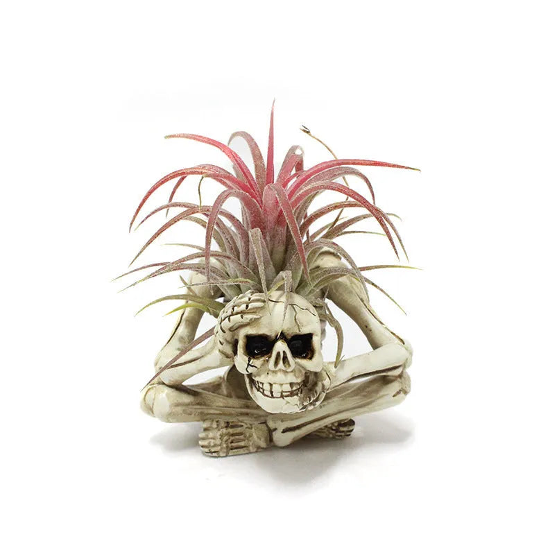 Gothic skull design resin bracket for holding soilless Tillandsia air plants on a dark background.