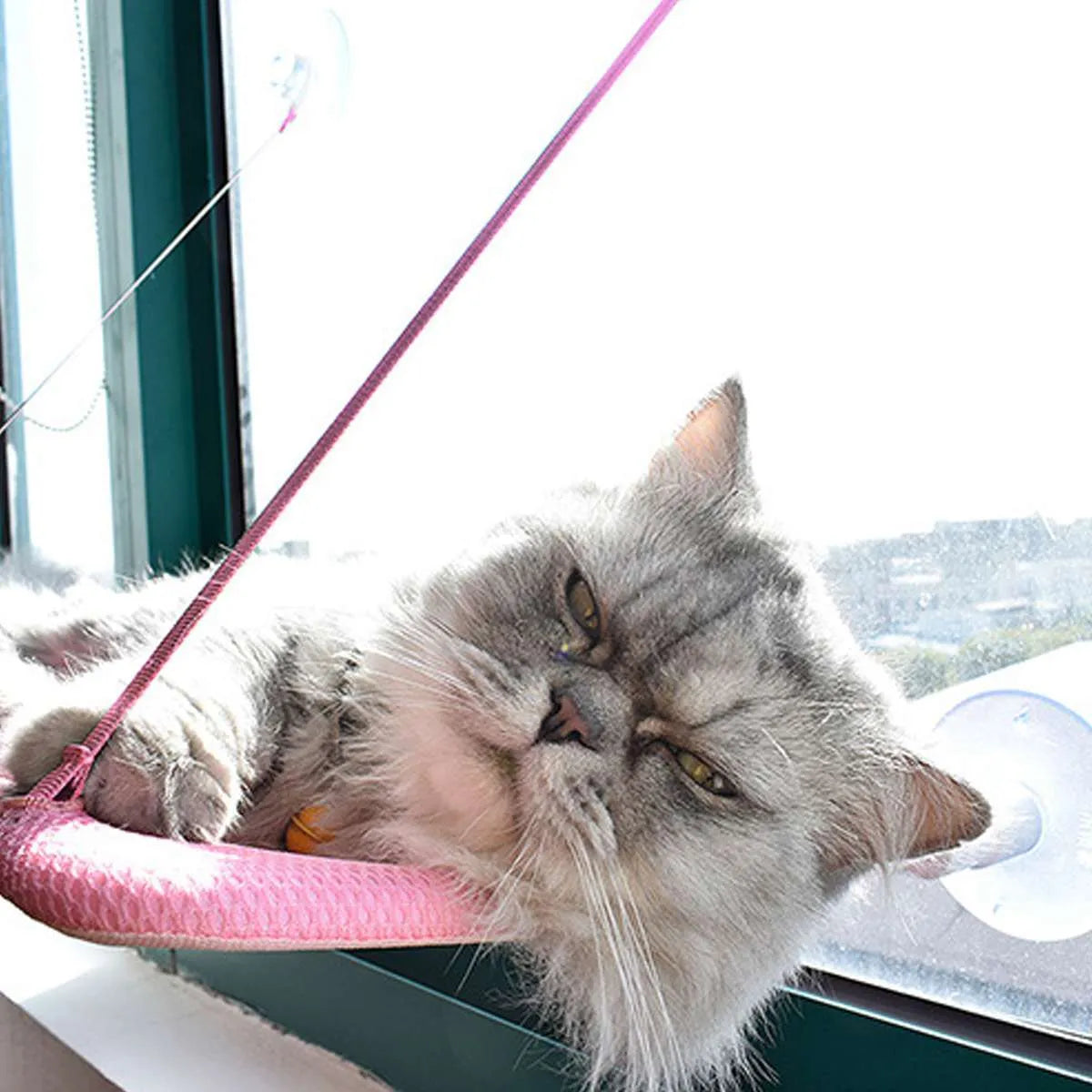 Black Sun Cat Hammock pet hanging bed suction cup mounted on a window