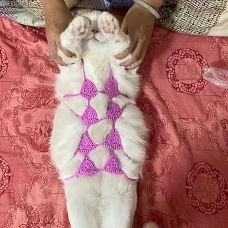 Cat wearing sweet style bikini costume in red colour for Halloween or festival events