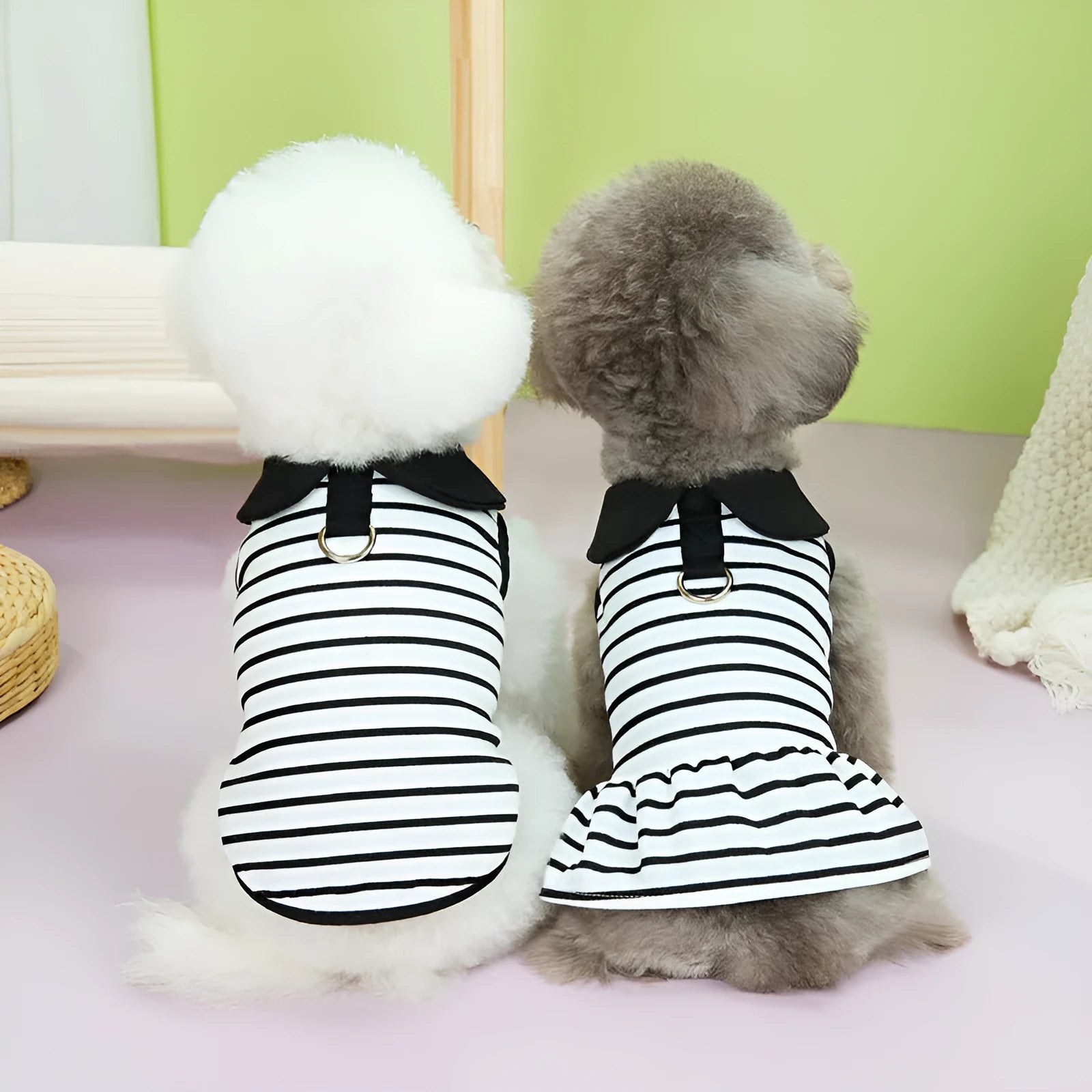 Pet dog wearing striped cotton T-shirt with coordinating skirt summer outfit set