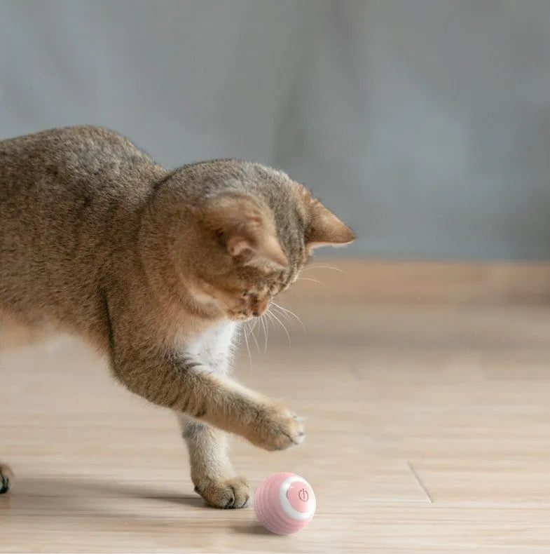 Automatic moving cat toy with rechargeable battery in blue colour on indoor floor