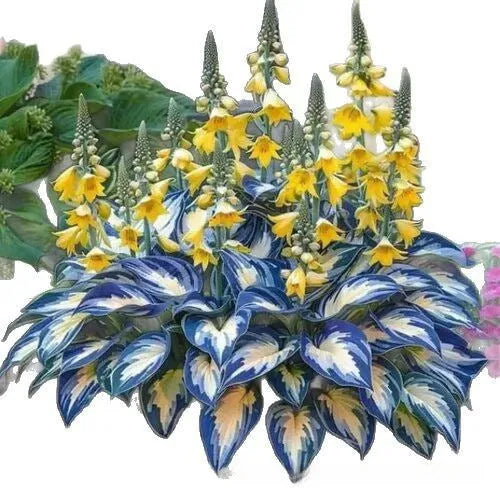 Coloured leaves jade barrettes seeds in OPP packaging with 50 tablets for balcony gardens