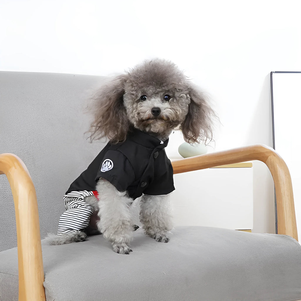Poodle wearing thin cotton dog clothes in skirt or four-foot pants style for seasonal wear