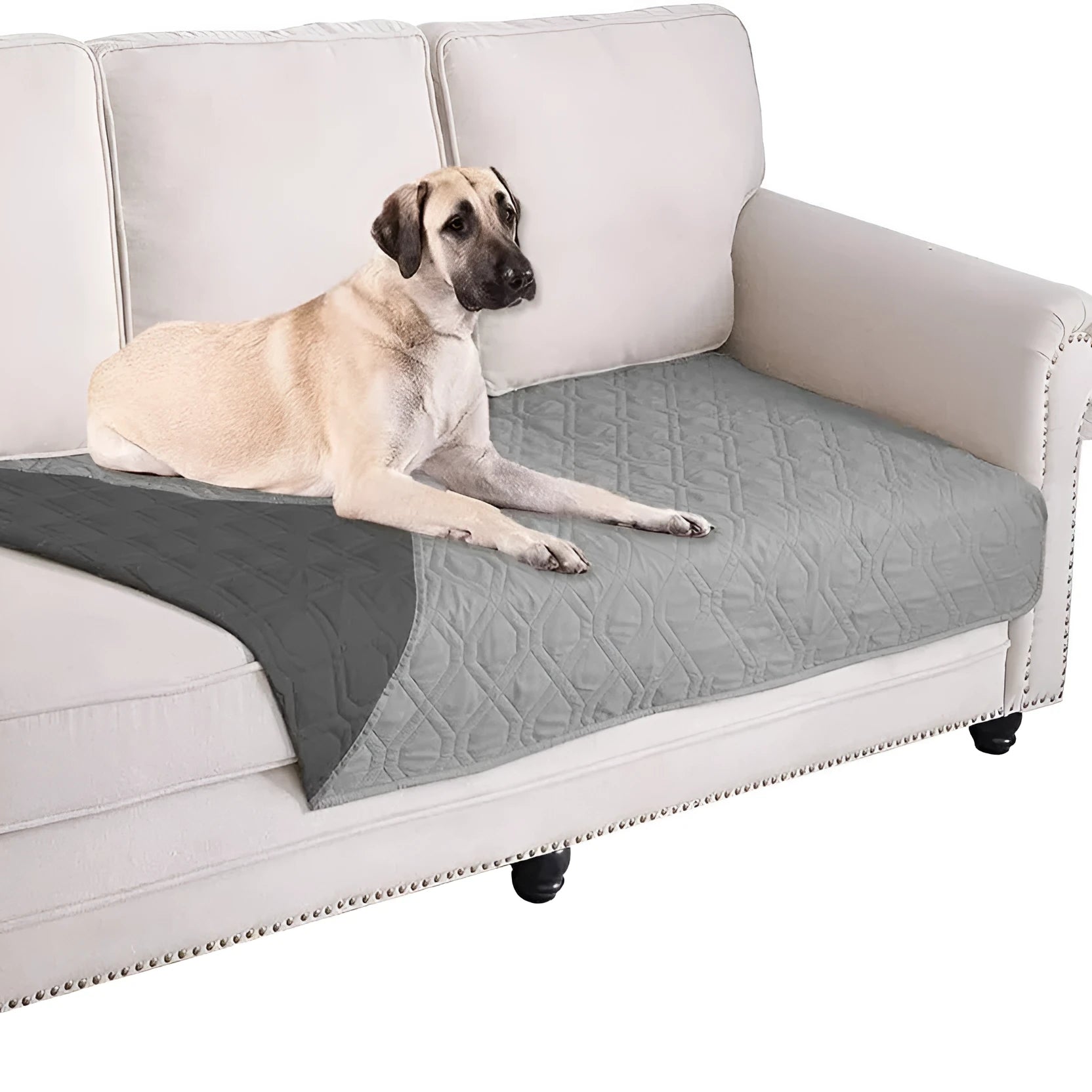 Reversible dog blanket sofa cover in burgundy colour protecting a leather couch from pet damage