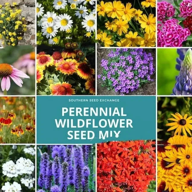 Packet of Purpleflower Holly Leaf cold and drought resistant mixed wildflower seeds for garden borders.