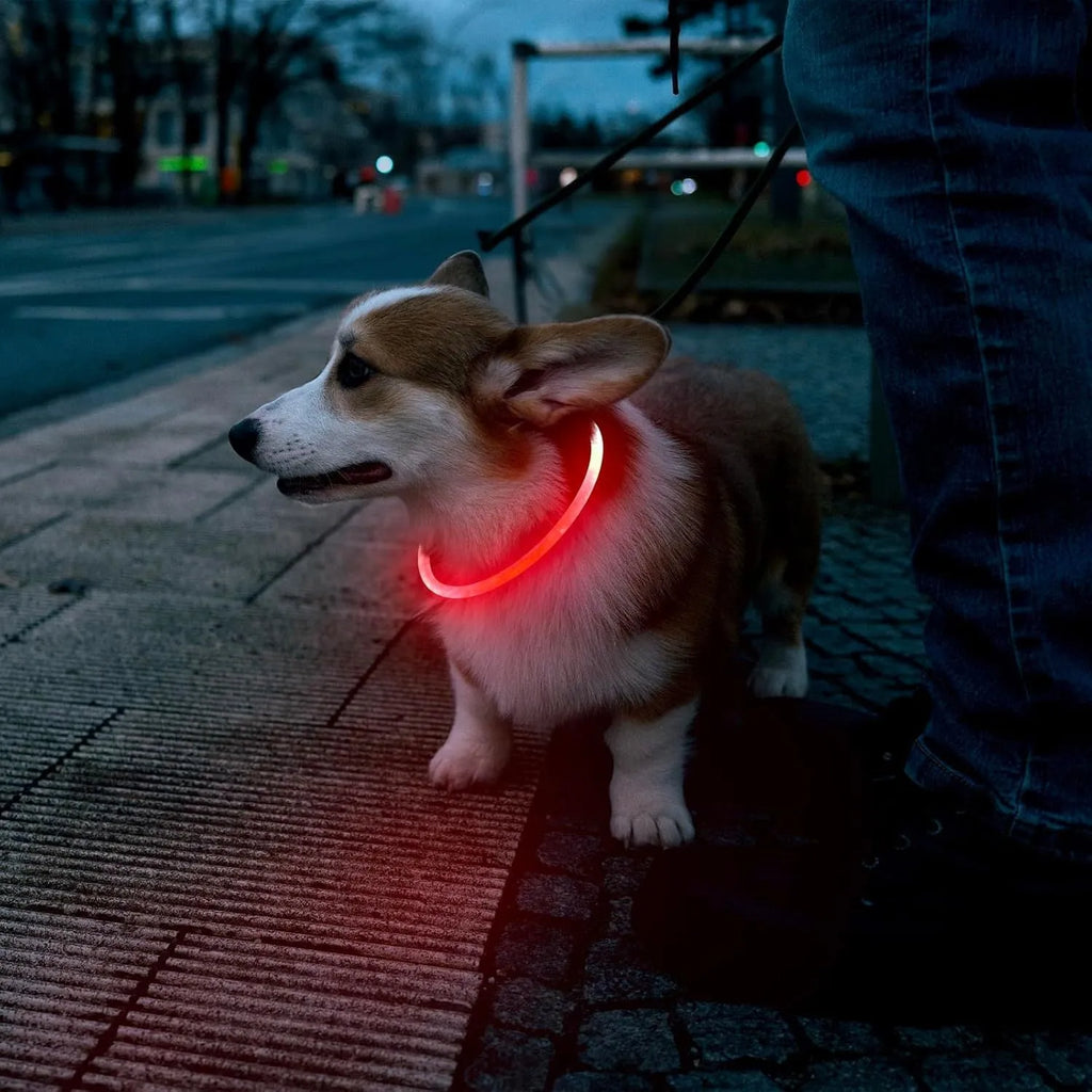 Blue USB rechargeable LED dog collar glowing around dog's neck with adjustable 70cm length
