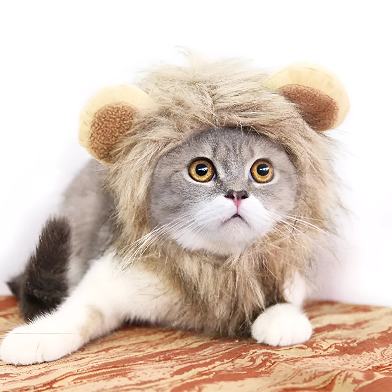 Small dog wearing a black lion mane hat with ears and scarf for a Halloween costume