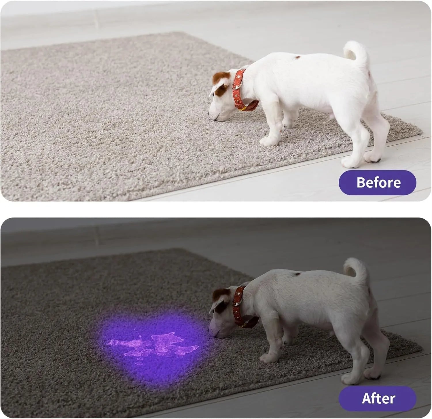 Black or silver aluminium UV flashlight for detecting pet stains and insects.