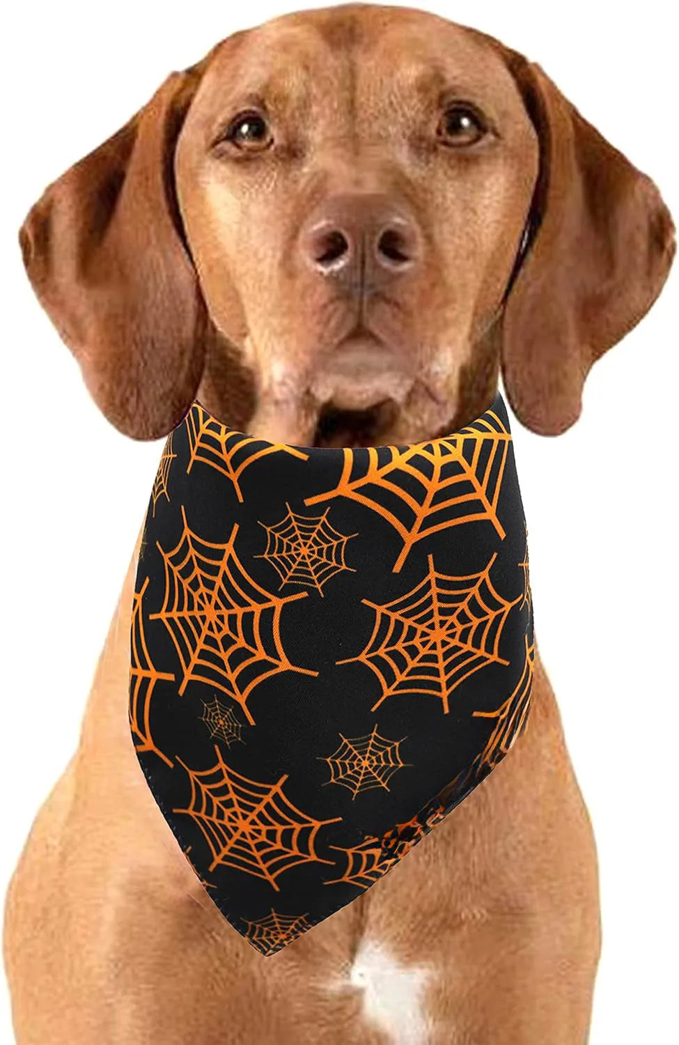 Reversible Halloween dog bandana showing pumpkin and spider web patterns with adjustable neck fastening