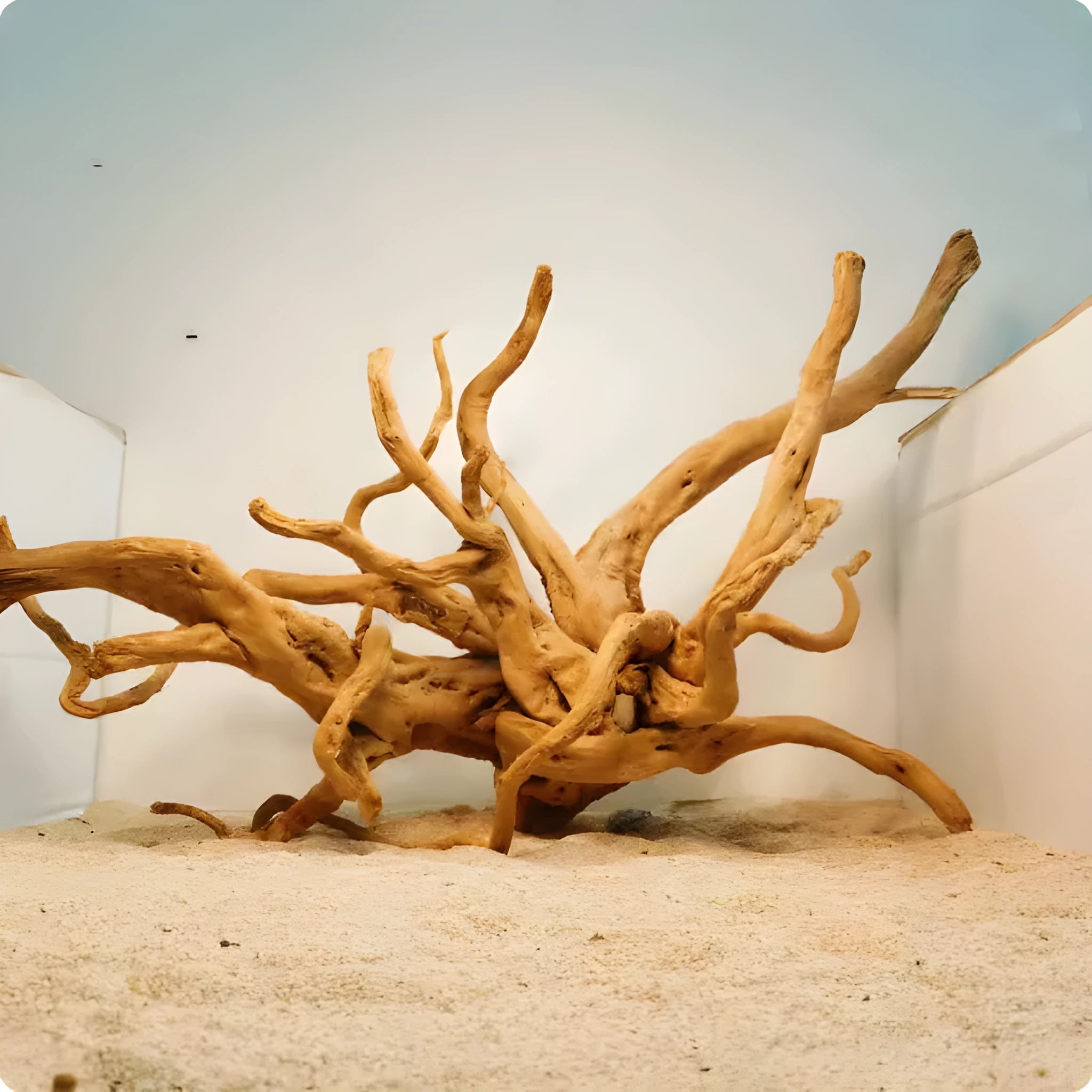 Natural wood Xiaoqi root aquarium decoration ornament for fish tank scenery