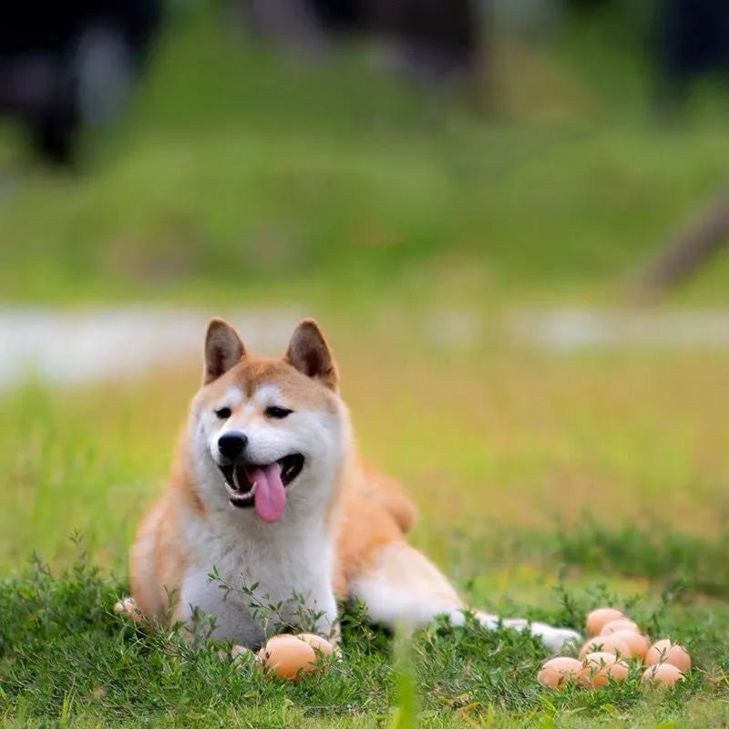 Plastic simulation egg dog toy with sound feature for teeth cleaning and interactive play