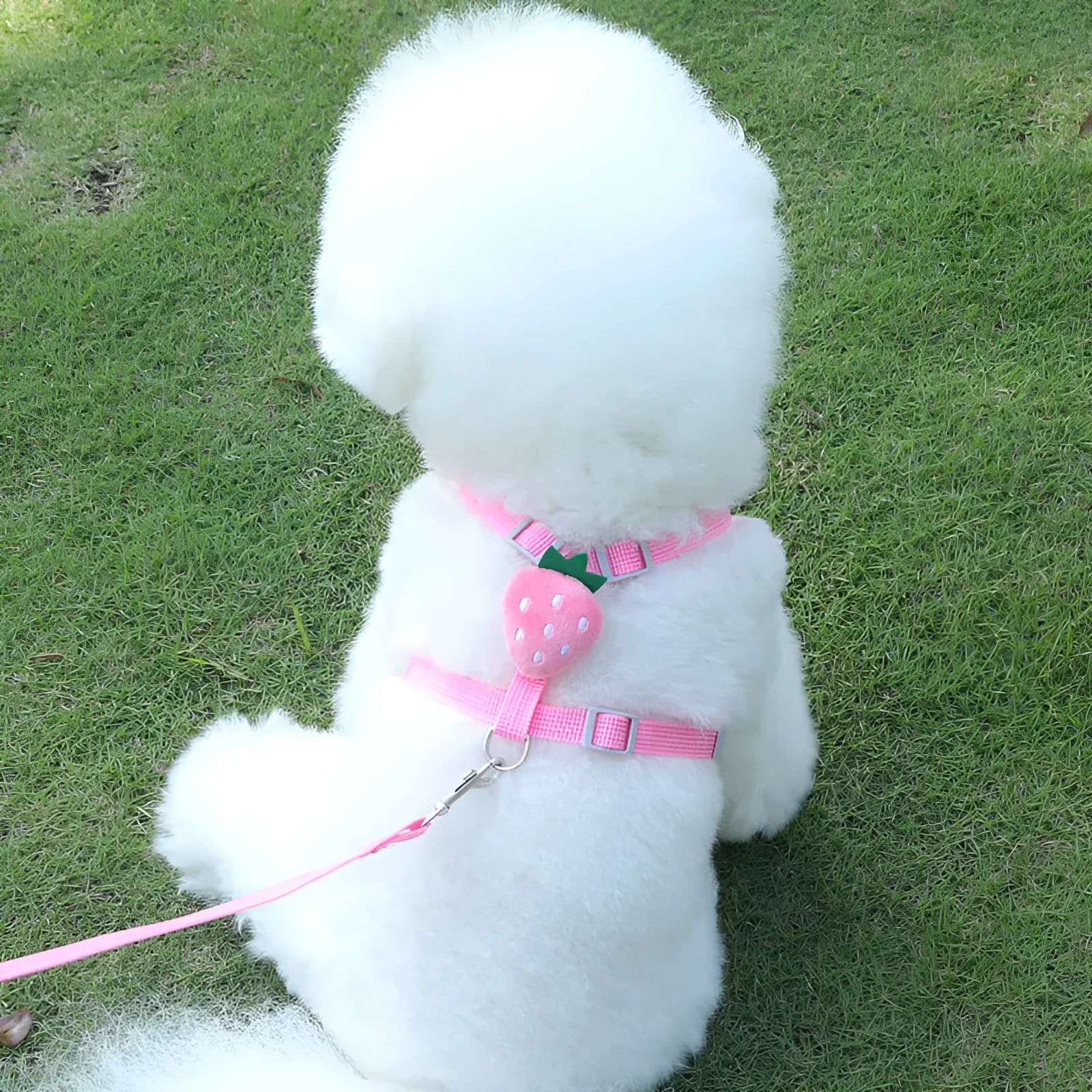 Reflective chest strap vest-style dog walking lead for small dogs in bright colours