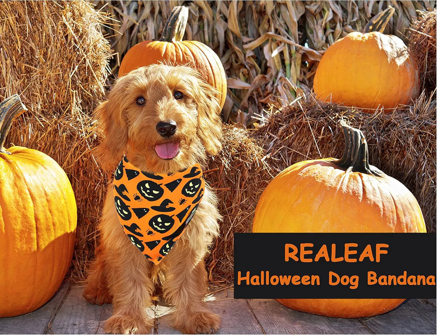 Reversible Halloween dog bandana showing pumpkin and spider web patterns with adjustable neck fastening