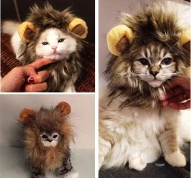 Small dog wearing a black lion mane hat with ears and scarf for a Halloween costume