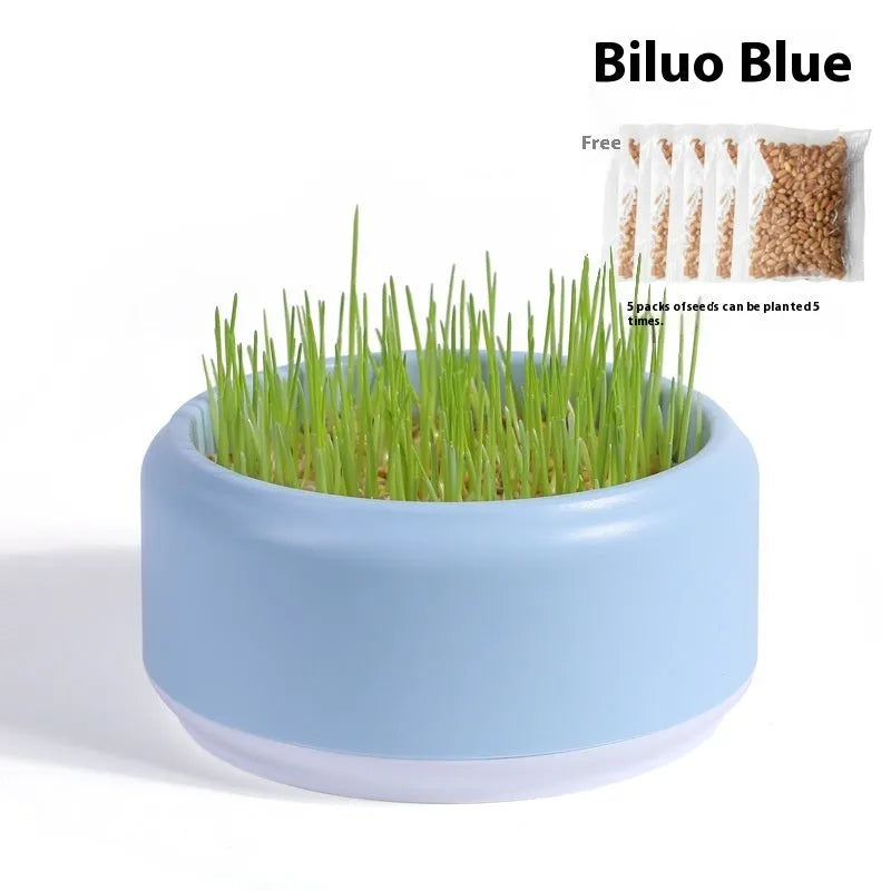 Blue, green and yellow hydroponic cat grass cups with seed packs for soilless indoor growing