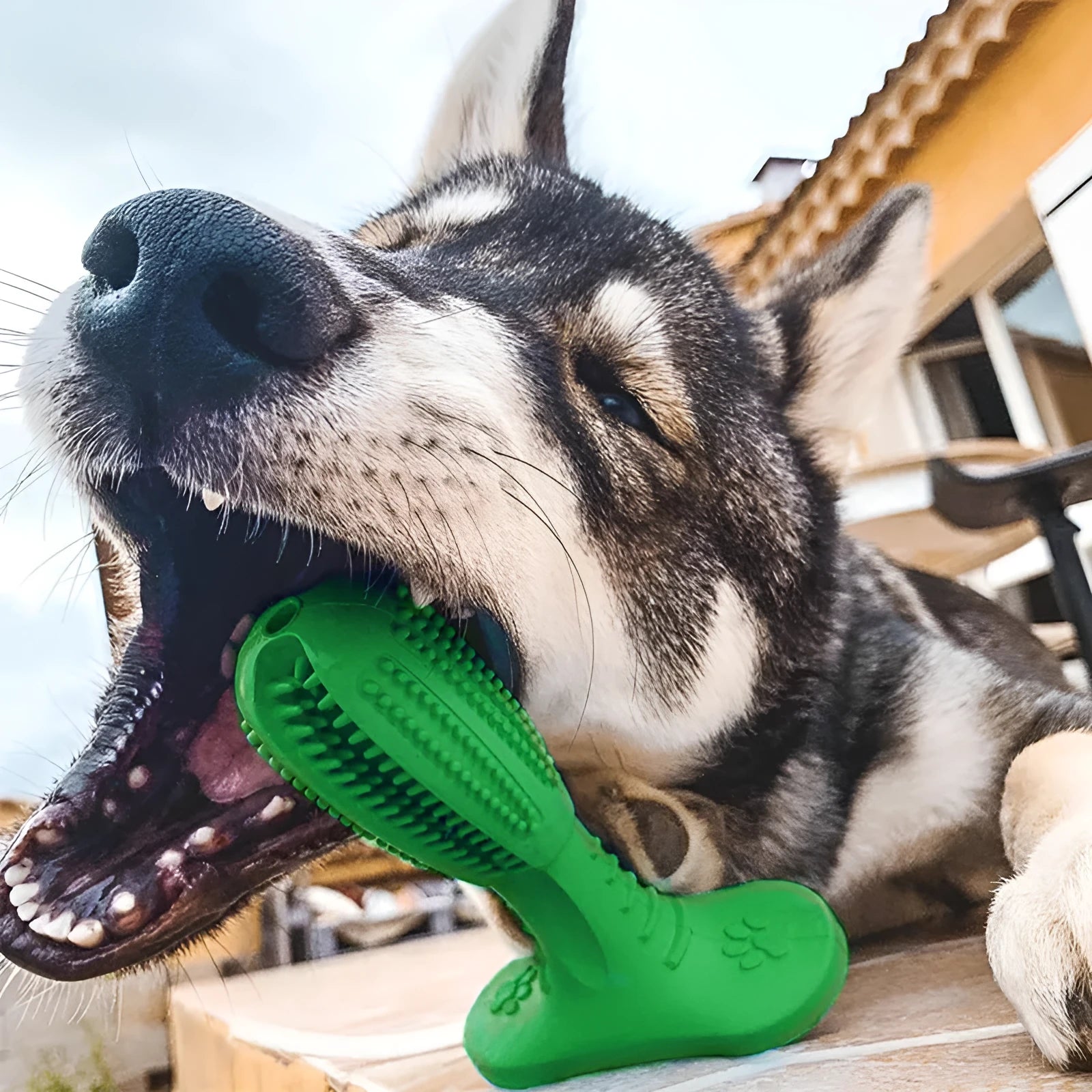 Dog toothbrush bite resistant molar toy rubber chew stick for dental cleaning in green medium size