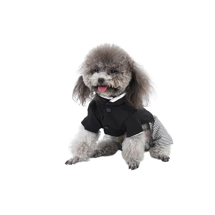 Poodle wearing thin cotton dog clothes in skirt or four-foot pants style for seasonal wear