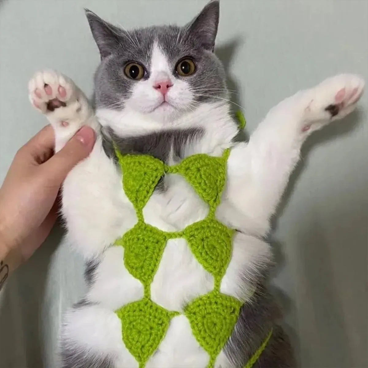 Cat wearing sweet style bikini costume in red colour for Halloween or festival events