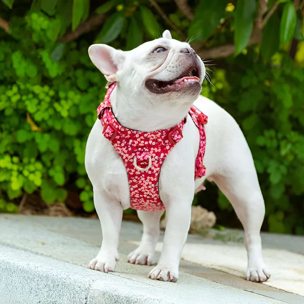 Pure cotton dog chest strap harness with floral pattern in red, blue, or green, showing pull-resistant design and adjustable sizing