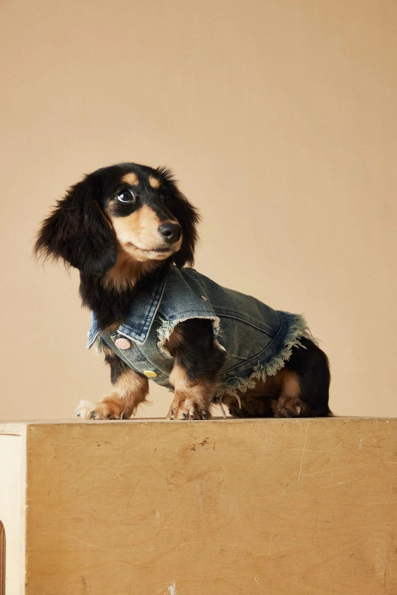 Embroidered raw edge denim vest for small dogs Maltese Schnauzer Teddy Bear sleeveless casual wear