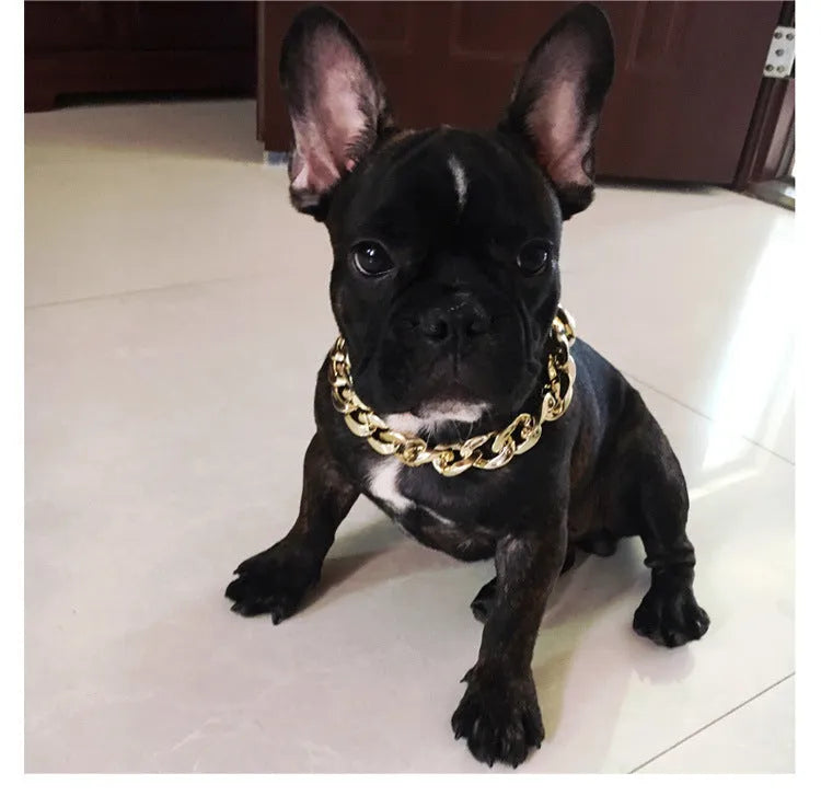 Gold colour chain dog collar with buckle for small to medium sized dogs on adjustable setting