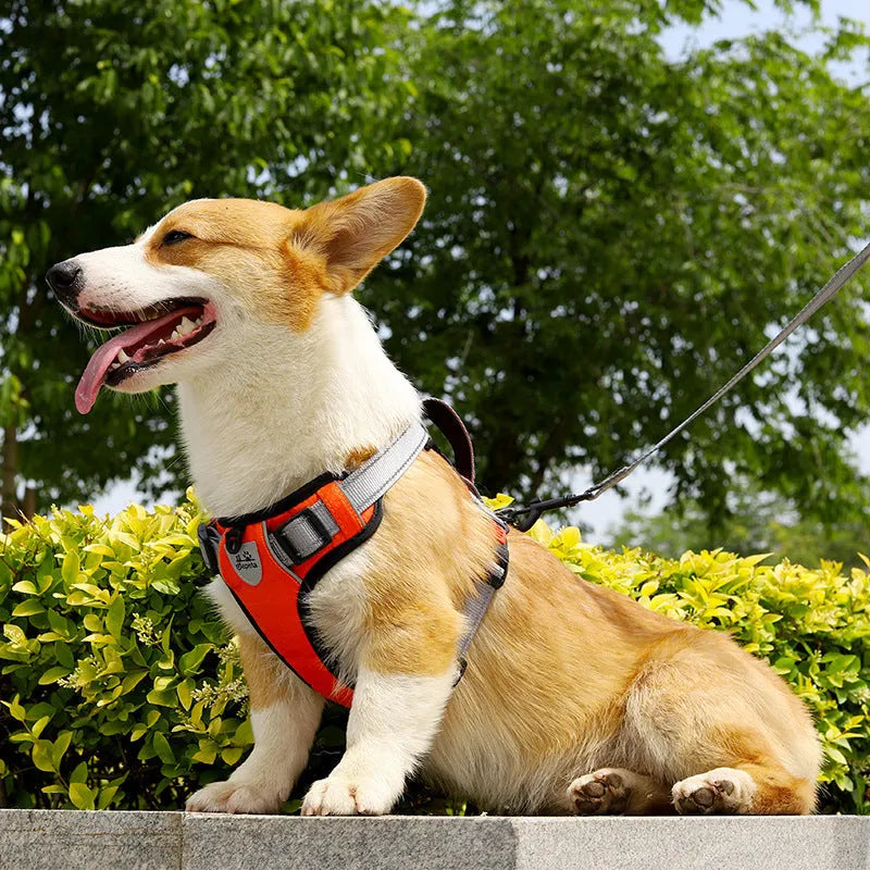 Polyester dog harness with integrated rope attachment points available in multiple colours and sizes