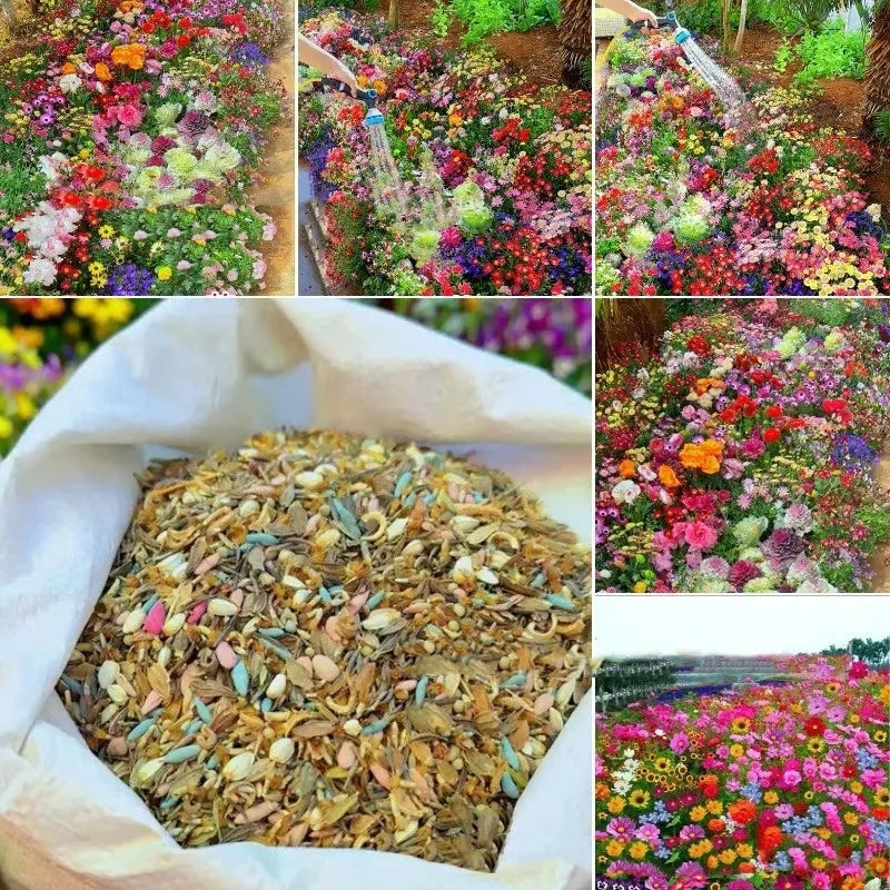 Packet of Purpleflower Holly Leaf cold and drought resistant mixed wildflower seeds for garden borders.