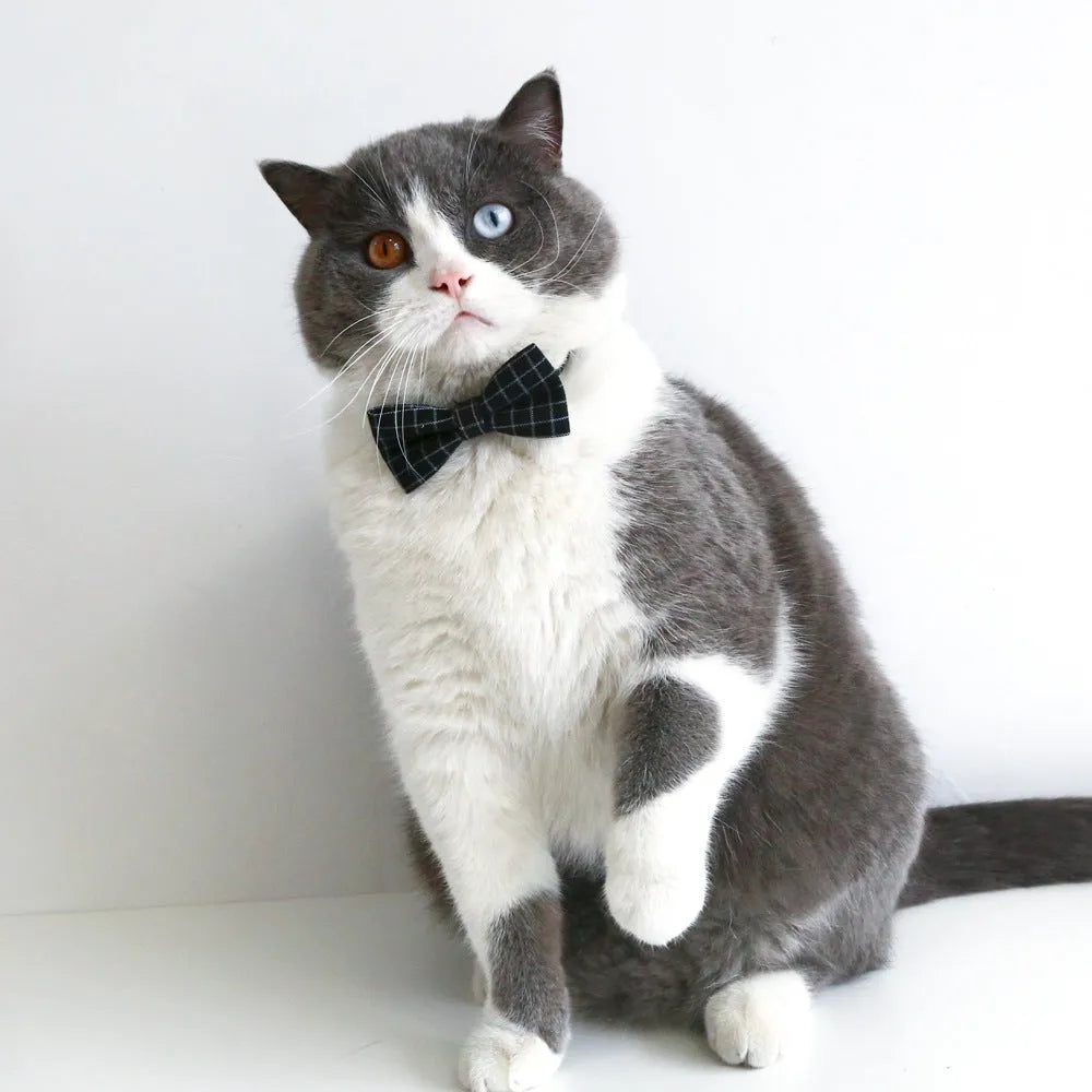 British-style Doctor's Degree elastic hair band and woolen felt bow tie set for a cat or dog, shown in yellow cap colour option.