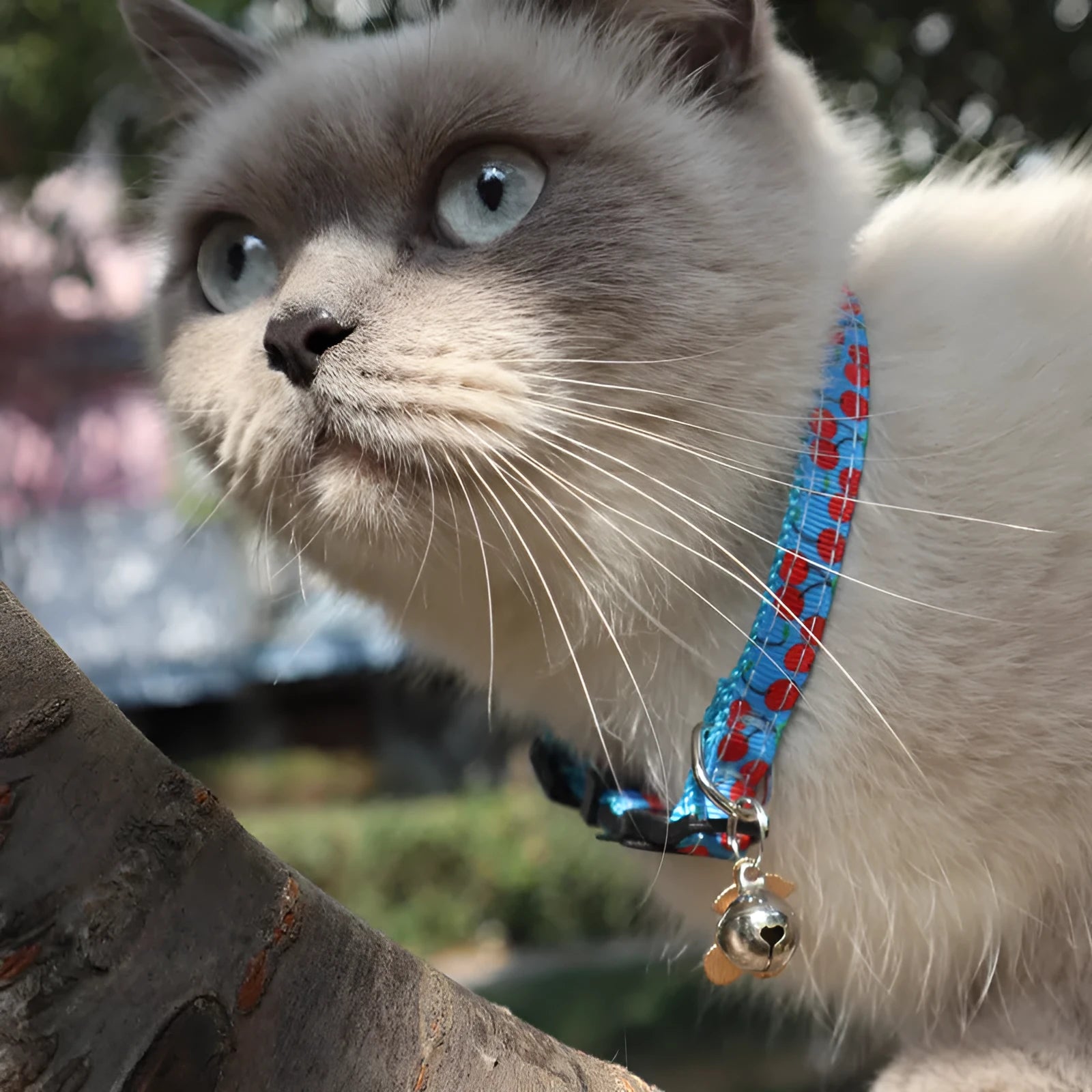 Fruit fabric cat collar with bell in pineapple colour, 28CM size, on white background